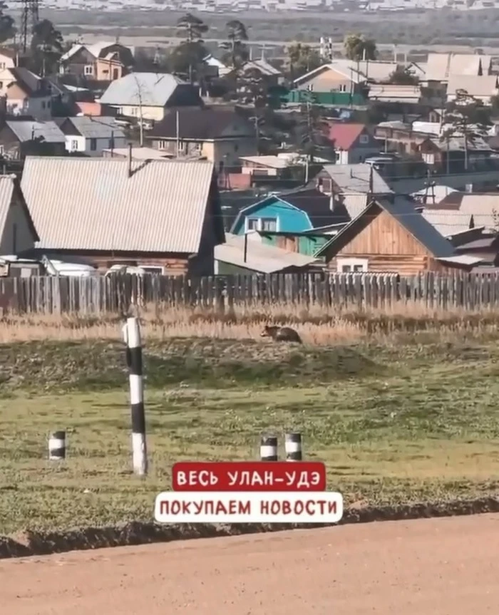 📣 Медведи вышли к железнодорожным станциям Улан-Удэ