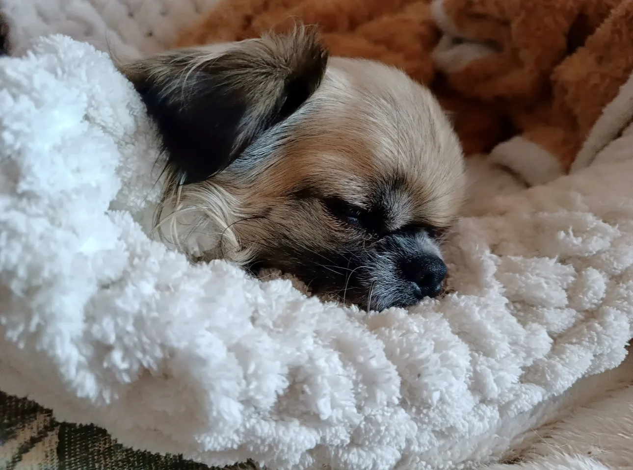🐾😴🥰
Спокойной ночи, звезды в небе 
Жемчужный водят хоровод. 
Пусть сон к тебе на лапках нежных 
Н