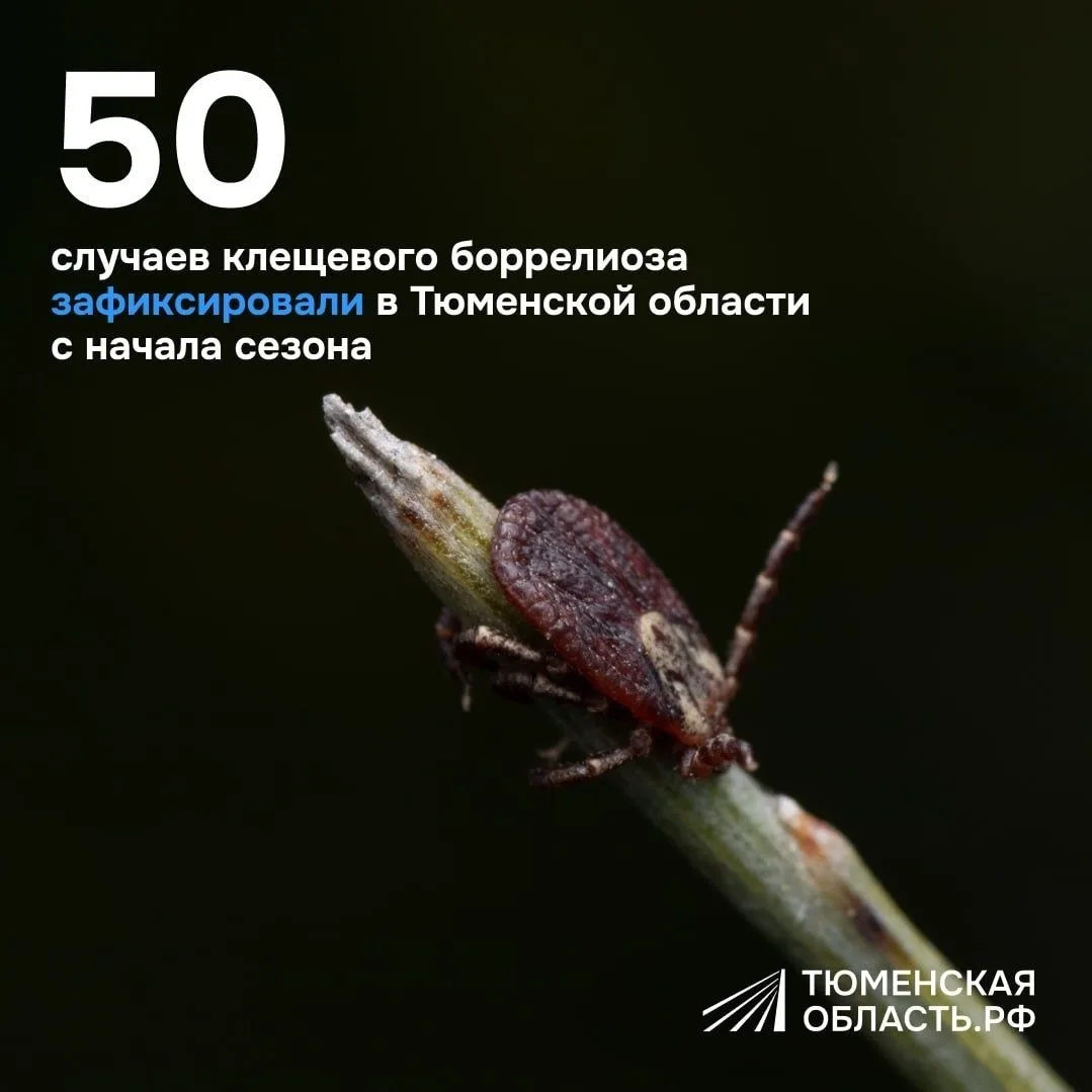 В Тюменской области с начала сезона от клещей пострадали более 12 тысяч человек