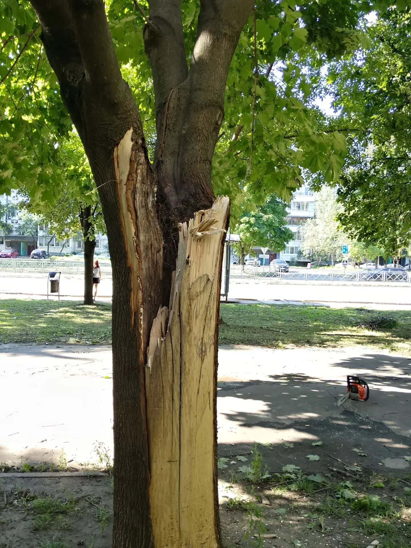 И ещё одна приятная новость — тоже с обратной связью 🌳