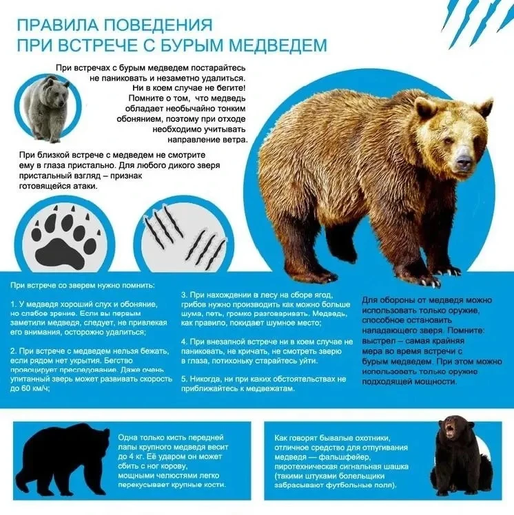 Правила поведения при встрече с медведем