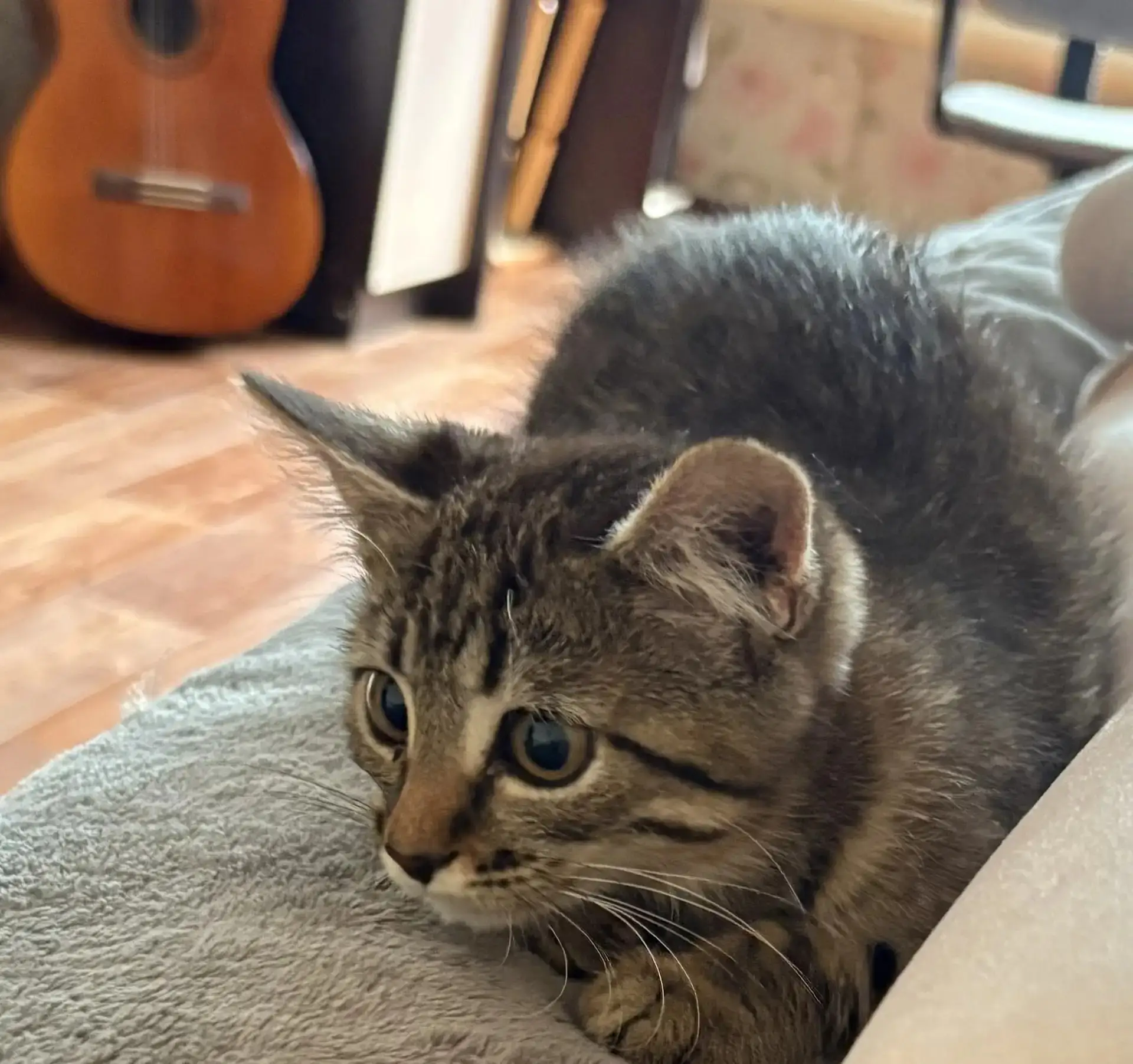 Приютили маленького котенка. Хотим отдать в добрые руки. Девочка, 2 месяца, кушает все,...