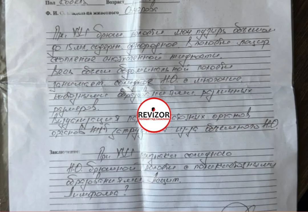 Делали УЗИ своему псу. Врач долго смотрел, затем объявил, что у пса опухоль и жидкость в БП.

Может,