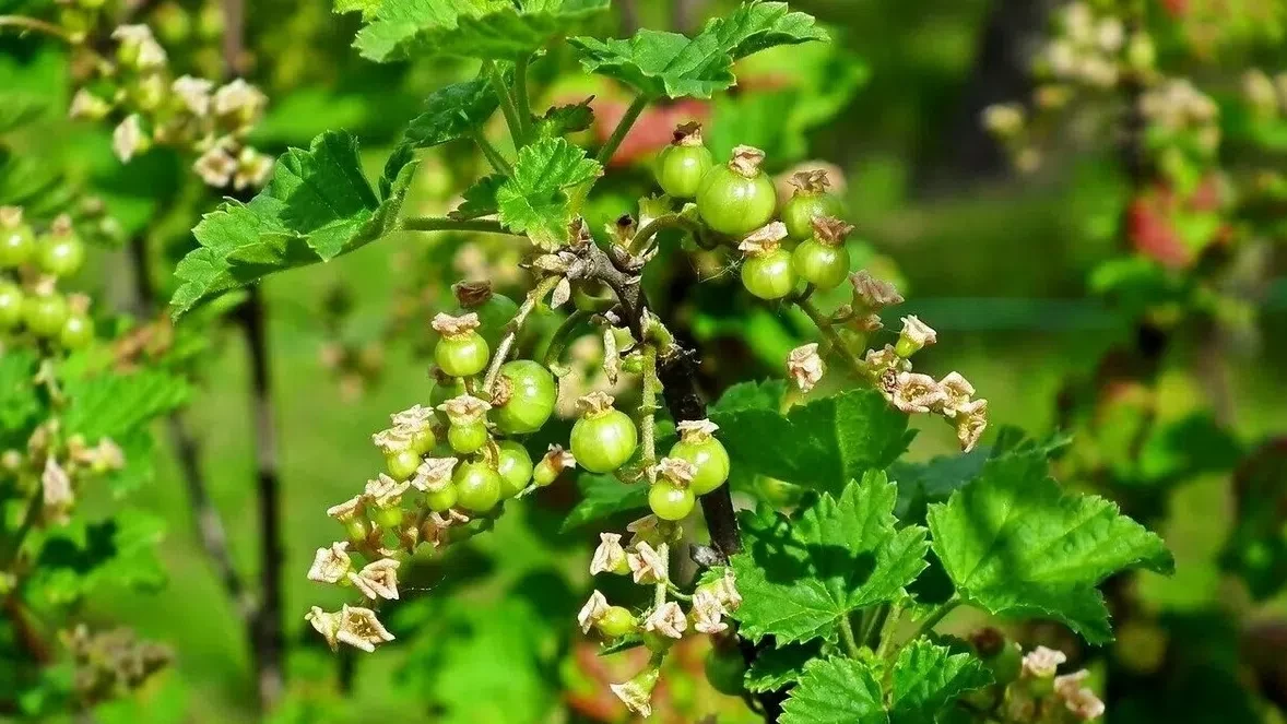 🍇 СМОРОДИНА ОТЦВЕЛА И ПОКАЗАЛА ПЕРВЫЕ ЗАВЯЗИ: ЧТО ДЕЛАТЬ ПРЯМО СЕЙЧАС ДЛЯ КРУПНЫХ И СЛ...
