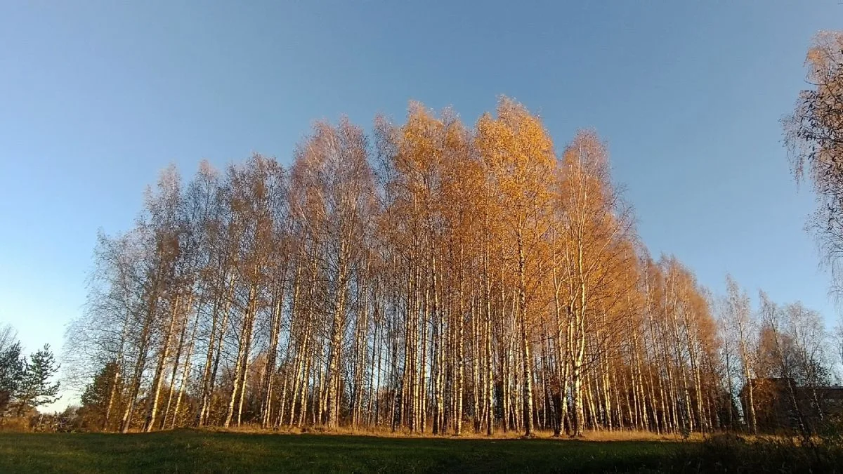 ☀️Синоптики обещают ярославцам солнечную и теплую рабочую неделю