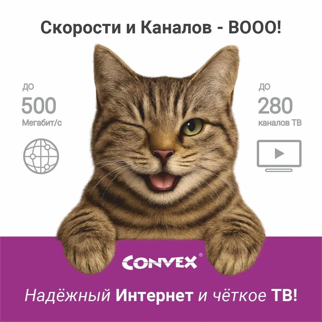 Котики рекомендуют!