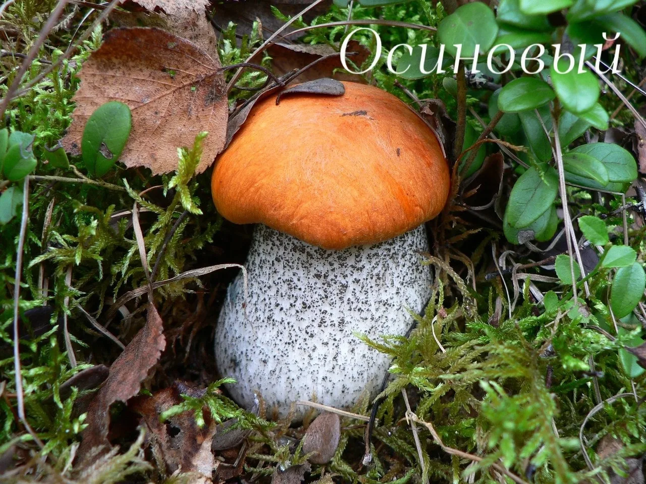 🍄 ОСИНОВЫЕ ГРИБЫ: ЦАРИ ГРИБНОГО ЦАРСТВА 🌲Знаете, почему подосиновик называют «красным грибом»? Не 