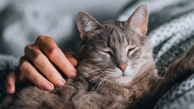 Кошки и стресс

Домашние животные, несомненно, поддерживают своих хозяев эмоционально, но научных до