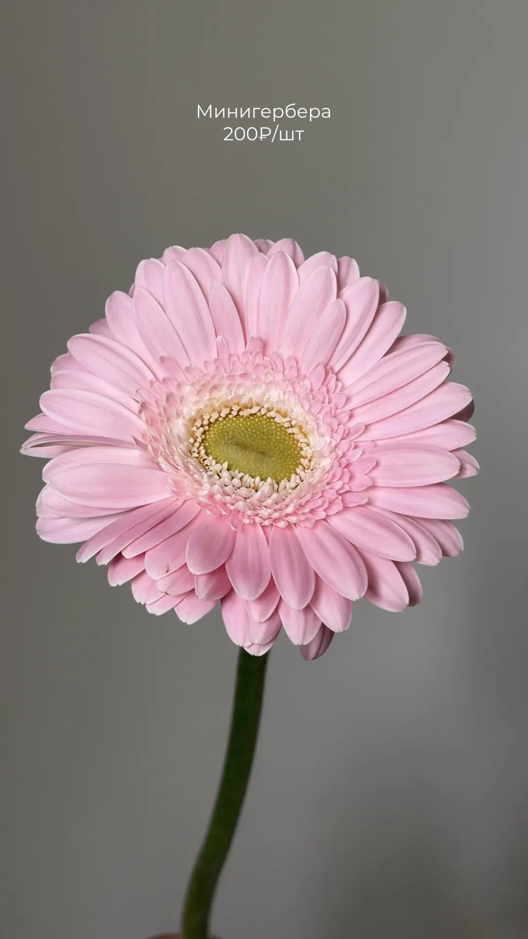 Наш холодильник утопает в красоте и ароматах 🌸

Разобрали сегодняшнюю поставку
✂️🌼

Забегайте к на