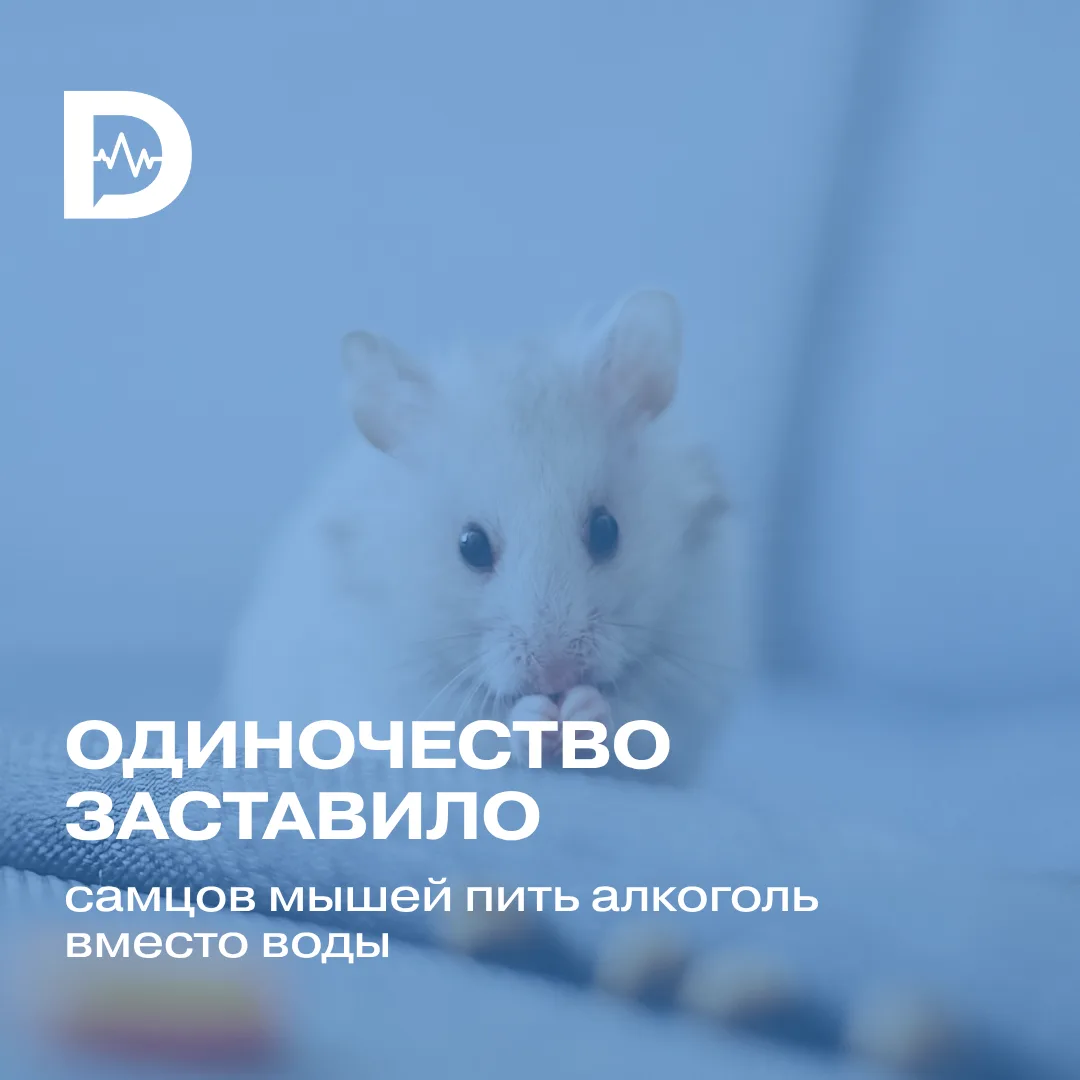 Одиночество заставило самцов мышей пить алкоголь вместо воды