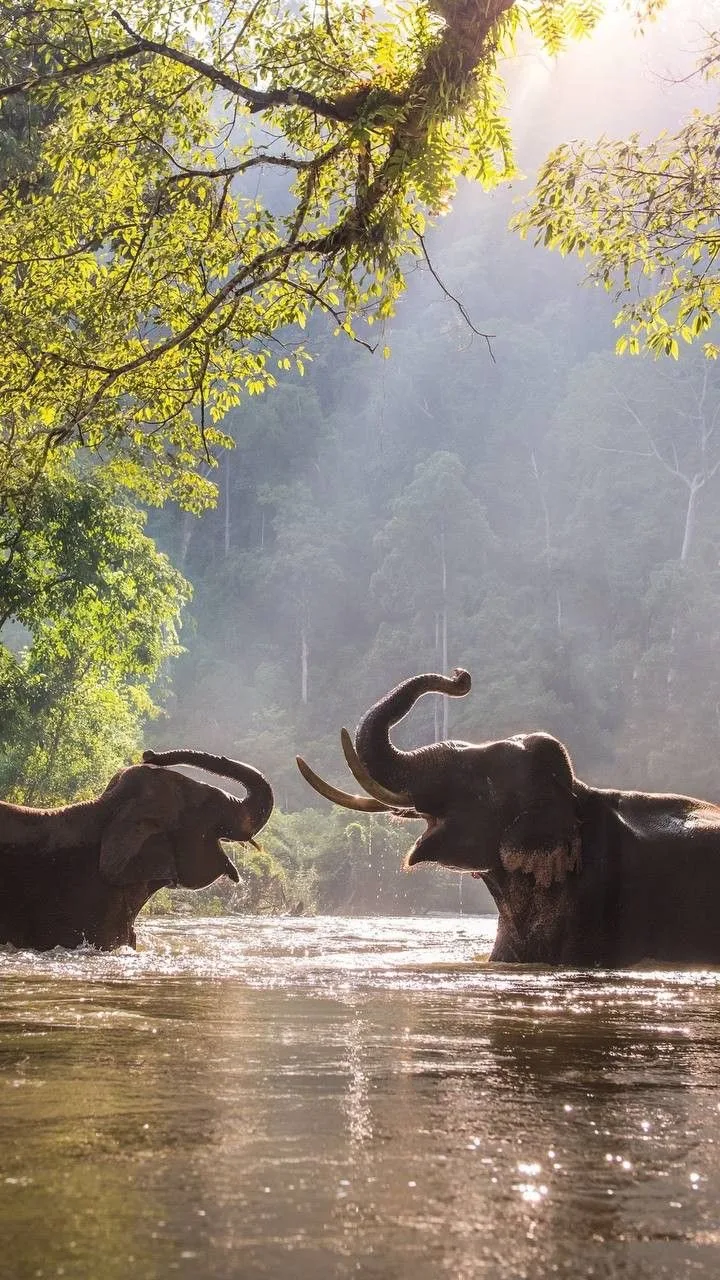 Почему слоны раскачиваются и чему у них можно научиться 🐘