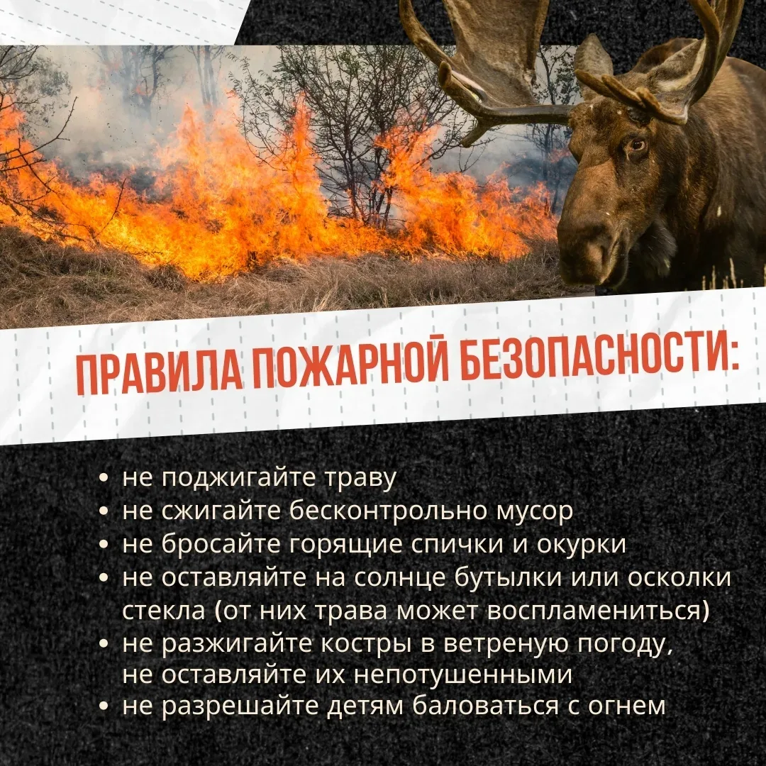 Жечь сухую траву опасно. Это может серьёзно навредить природе, людям и имуществу.

Что делать, если 