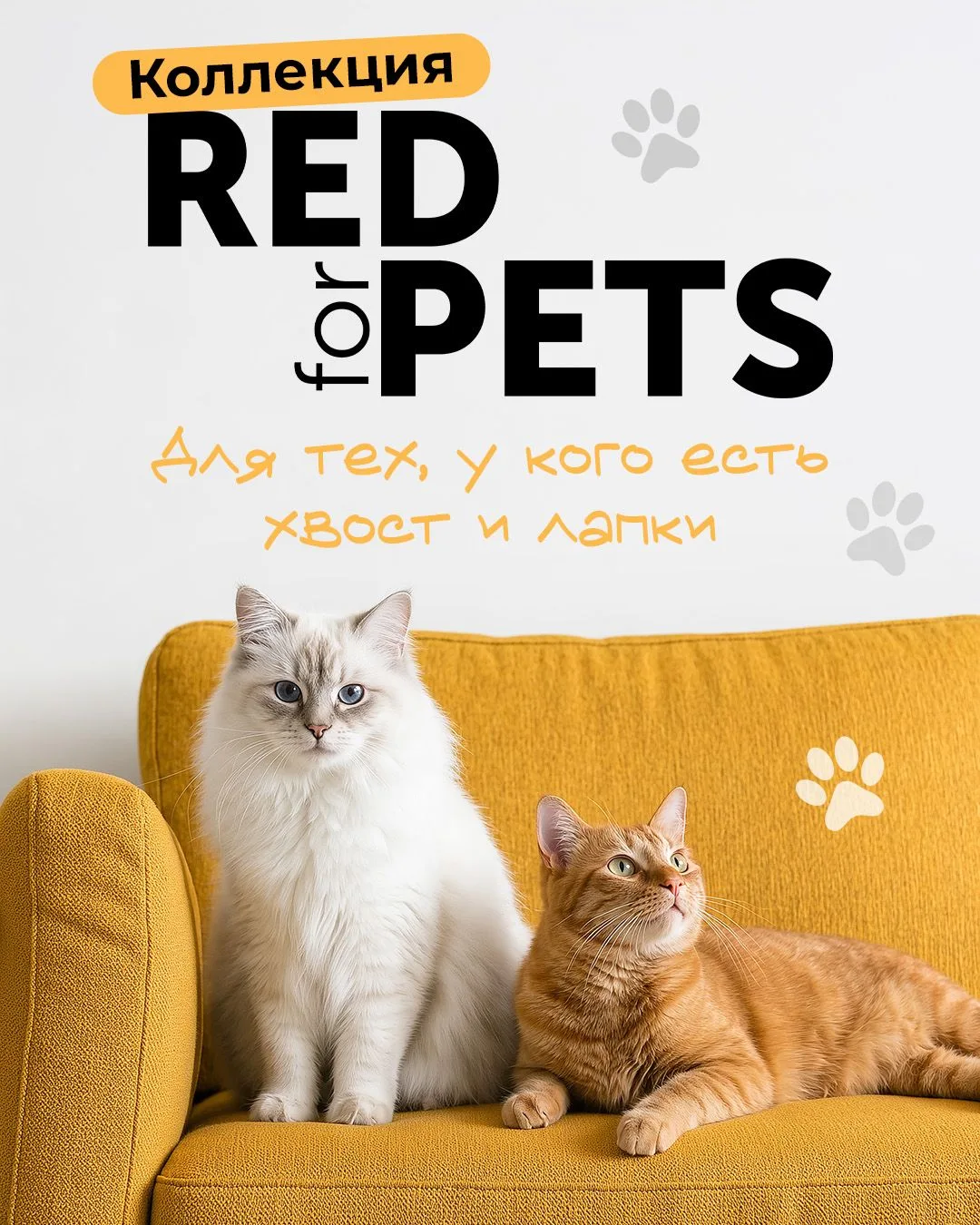 😻 А вы знали, что сегодня отмечается День петербургских котов и кошек?