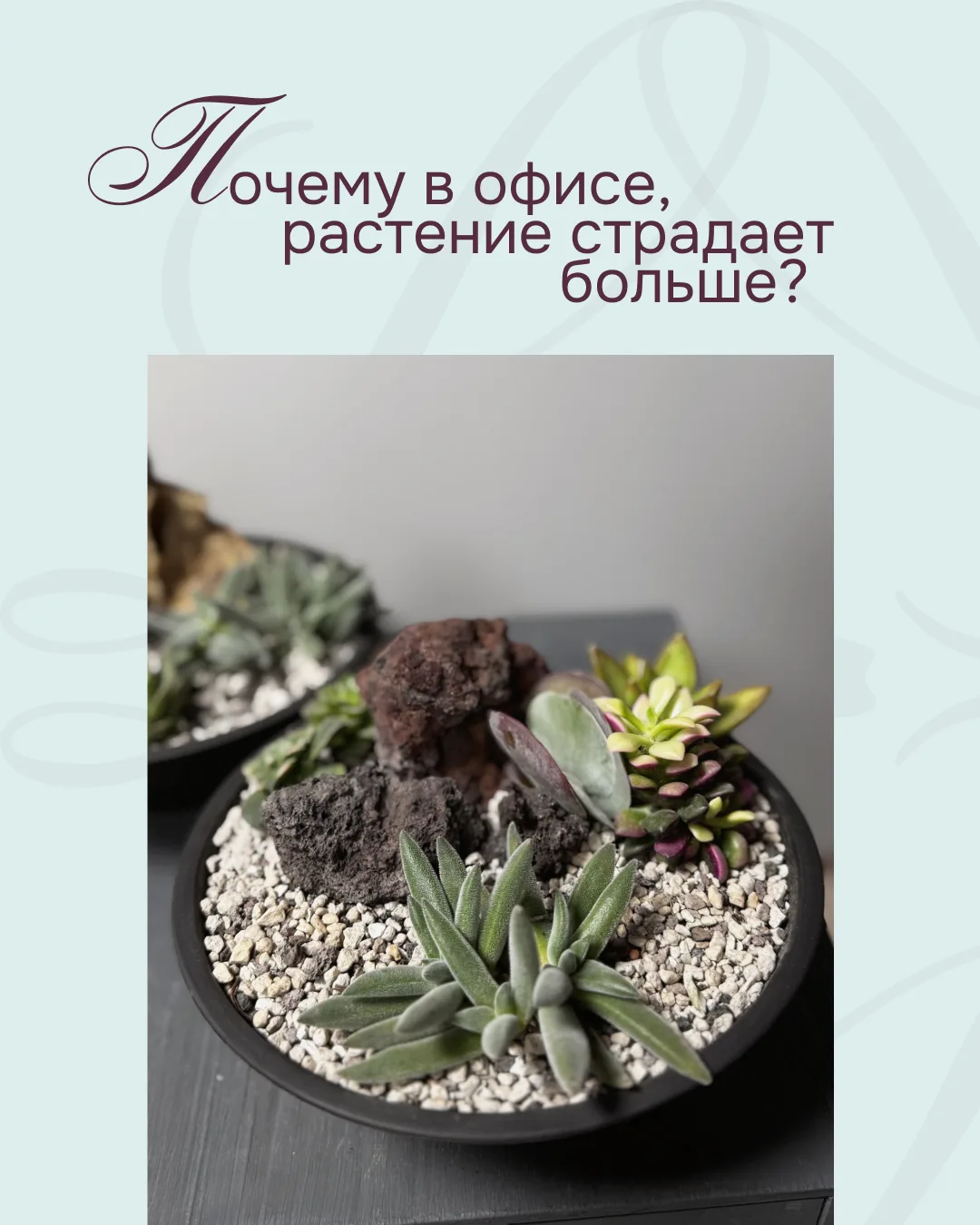 🌿 Почему растения в офисах часто чувствуют себя хуже, чем дома?