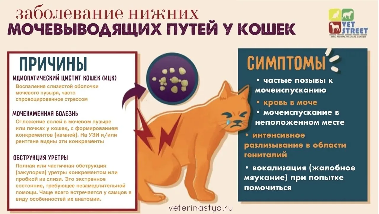 Мочекаменная болезнь (МКБ) у котов.

МКБ — это образование песка и камней (струвитов или оксалатов) 