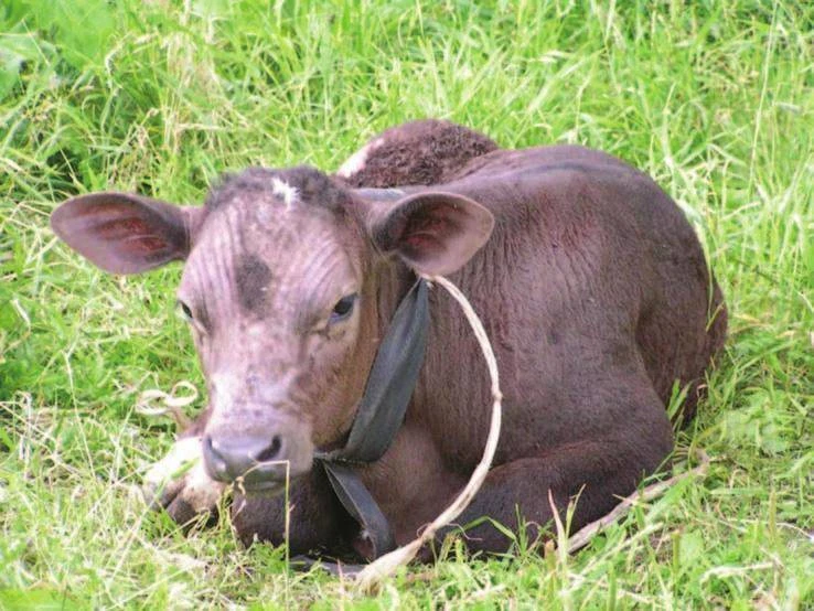 🐄 Пастереллёз КРС