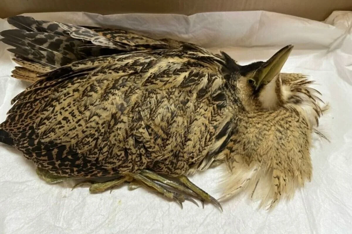 В Костроме подобрали раненую выпь — отправили в Москву на операцию 🐦
