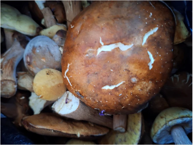 Тихая охота.🍄Отделение в п. Таловый