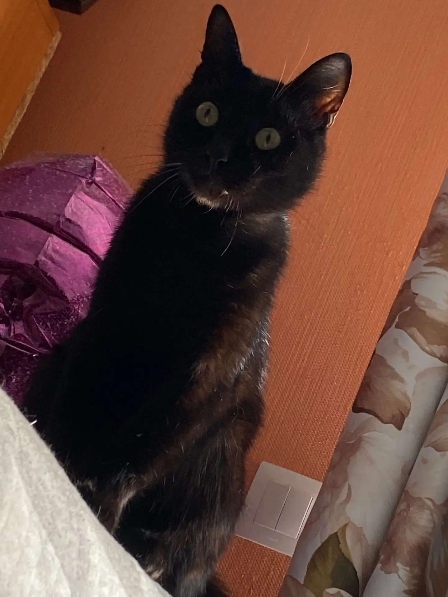 потерялся котик 4 дня назад. В печенкино около чапаева, может кто нибудь видел его, отп...