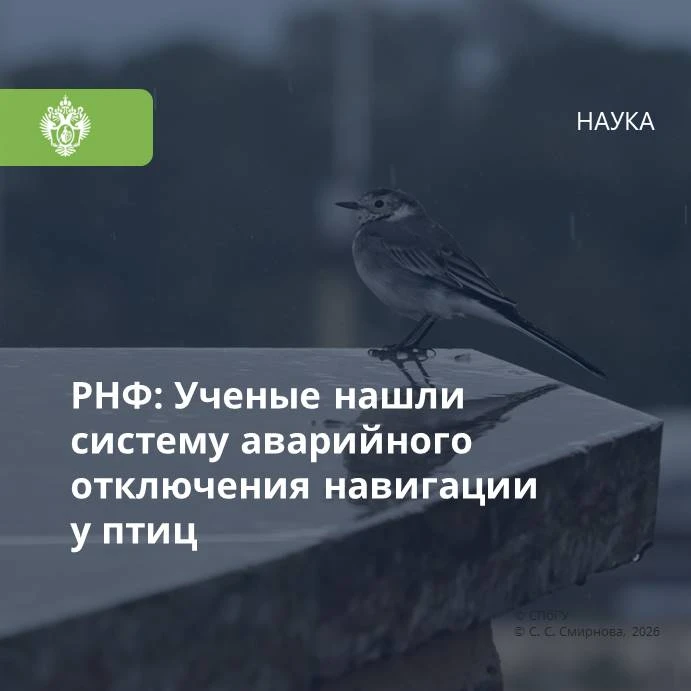 Орнитологи и физики из Зоологического института РАН (Санкт-Петербург) и Санкт-Петербург...