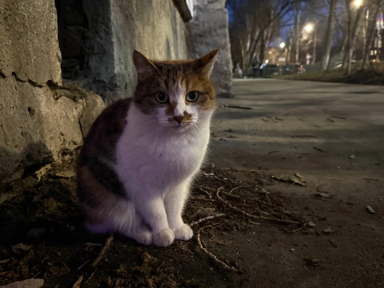 Доброе утро! 🐈