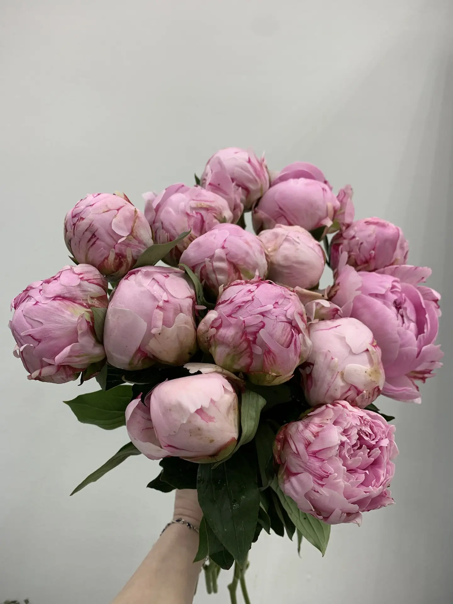 Свежие пионы Сара Бернар 450₽