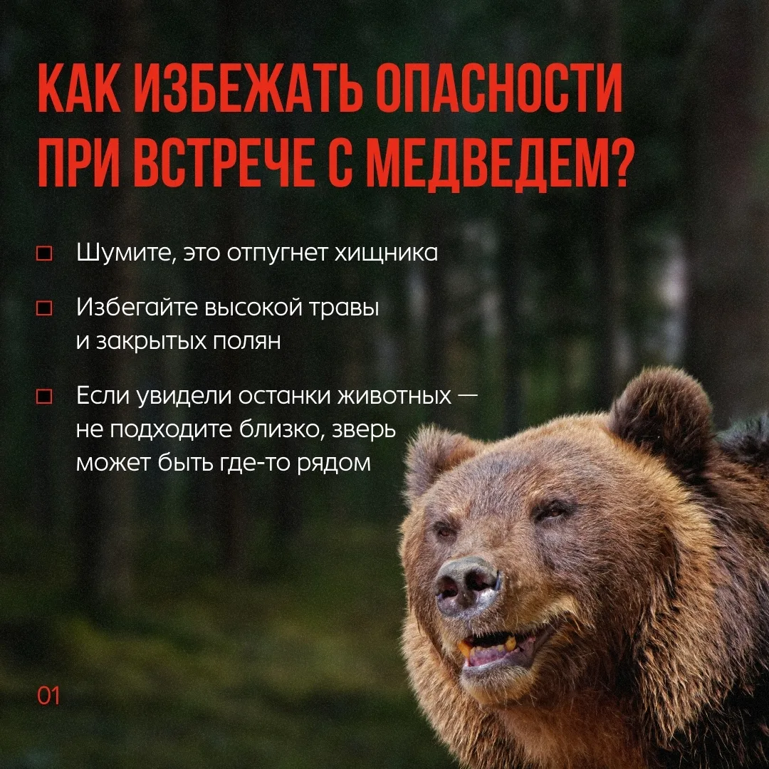 😱🐻 Представьте: вы пошли в лес и встретили там медведя! Что делать?
