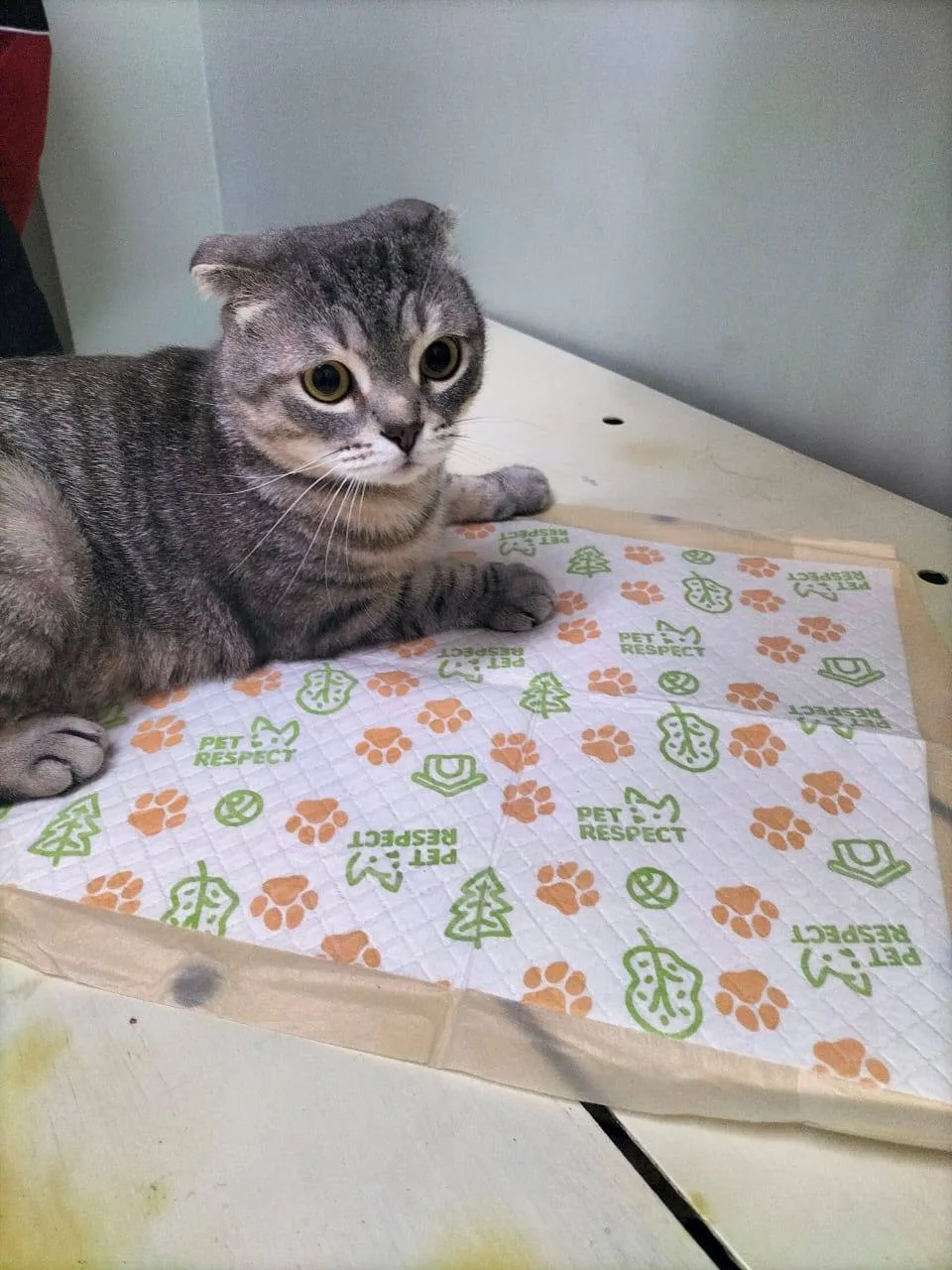 Зачем кастрировать кота? 🐱Кастрация — это удаление семенников, после которого у питомц...