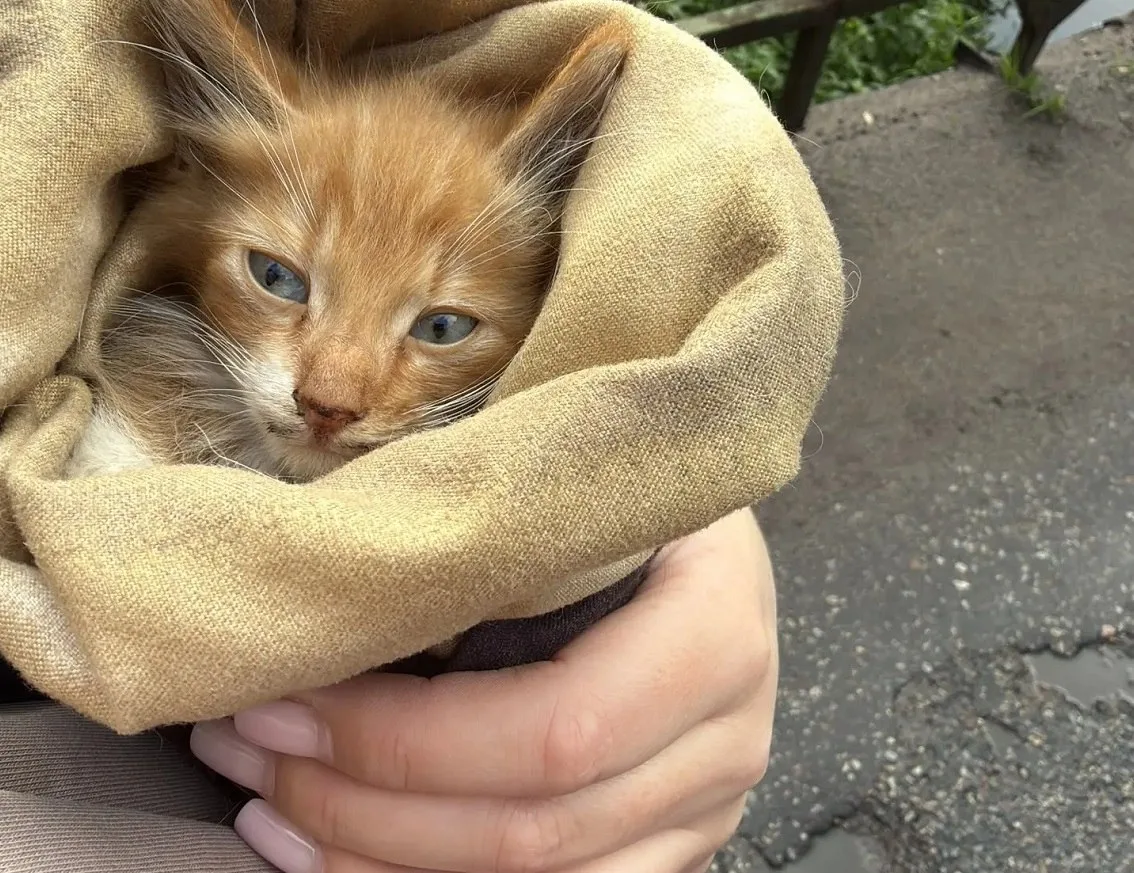 🐾 Доброта не бывает маленькой: ЛДПР помогла приюту для животных в Калининграде