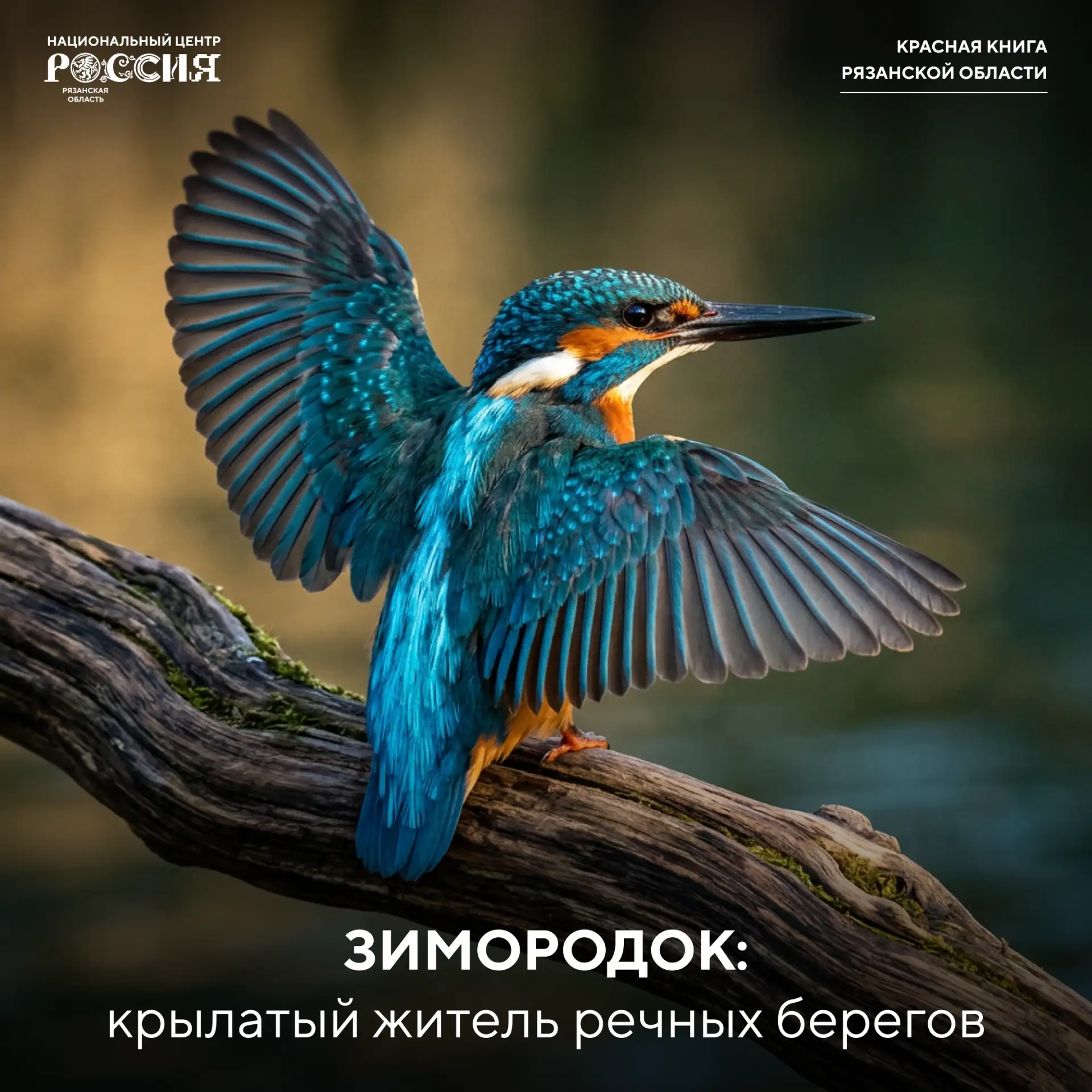 Птица-самоцвет: яркий обитатель рязанских водоемов