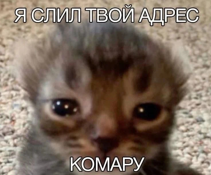 Дайте рыбов!