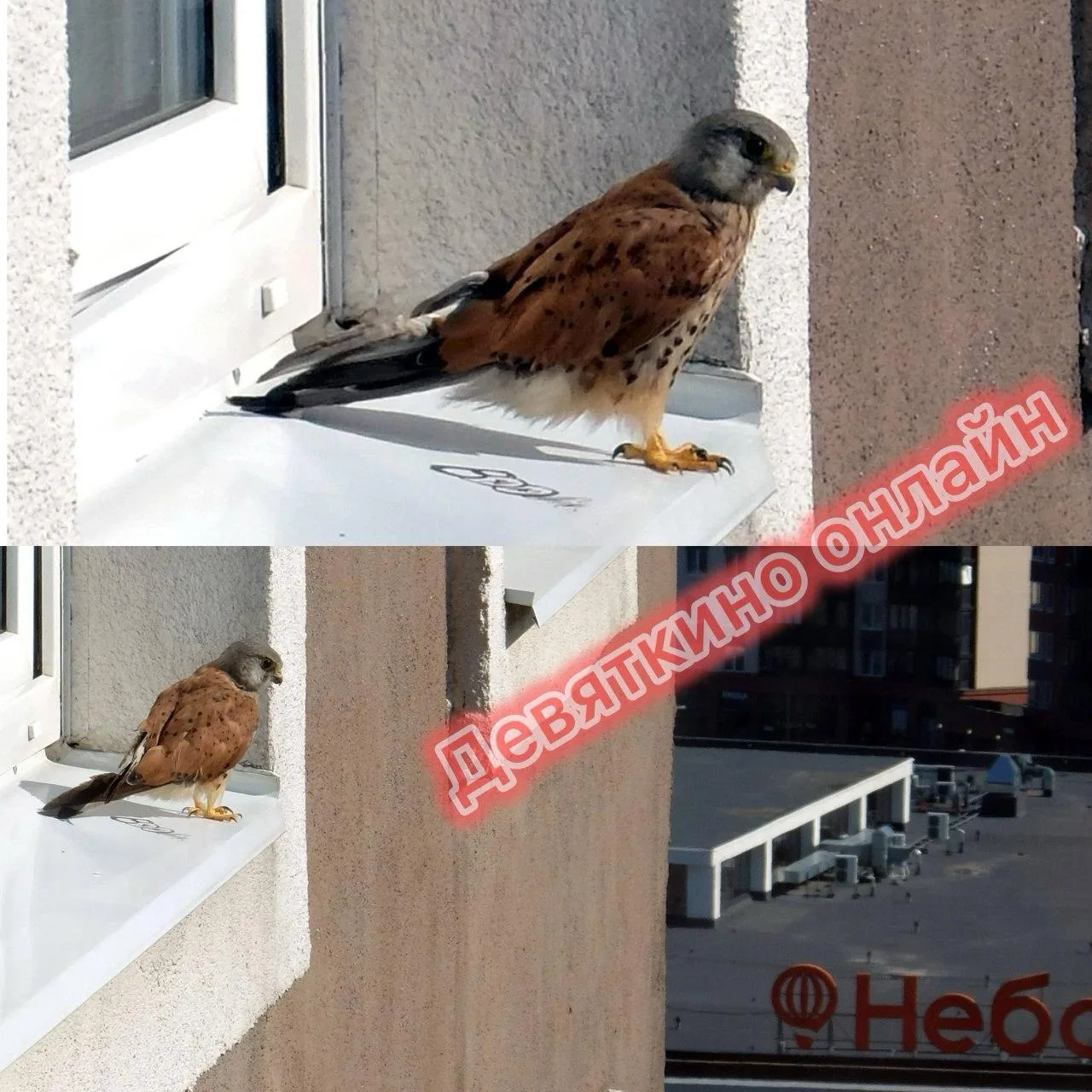 🦅 Редкую соколиную птицу заметили в Мурино

Необычный пернатыйгость — пустельга. Эта хищная птица о