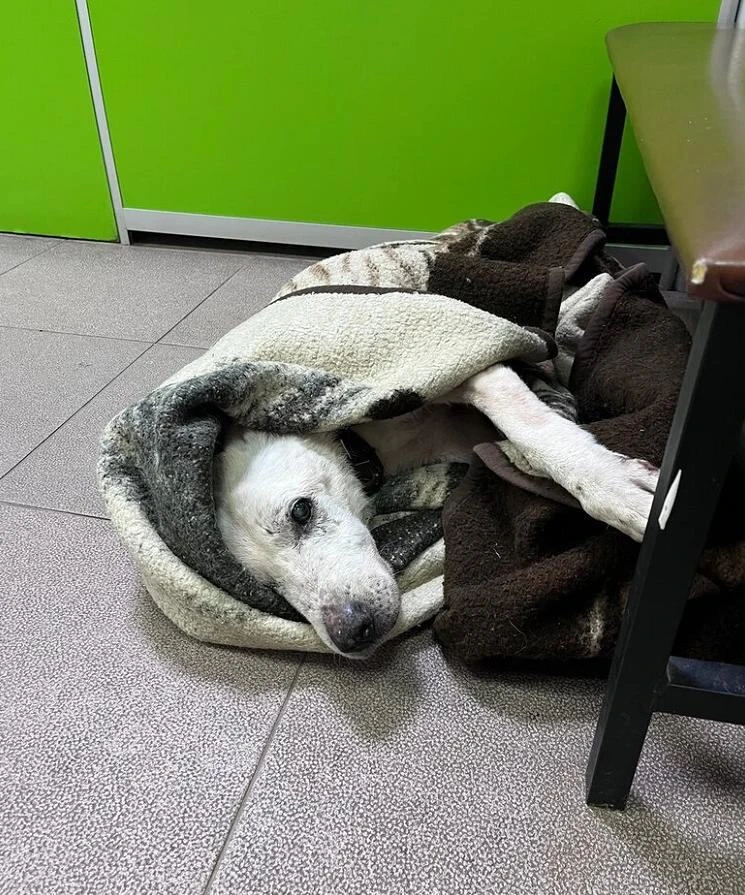 Почти год прожил на передержке наш Савелий. Нашли его зимой, в декабре, под балконом, в...