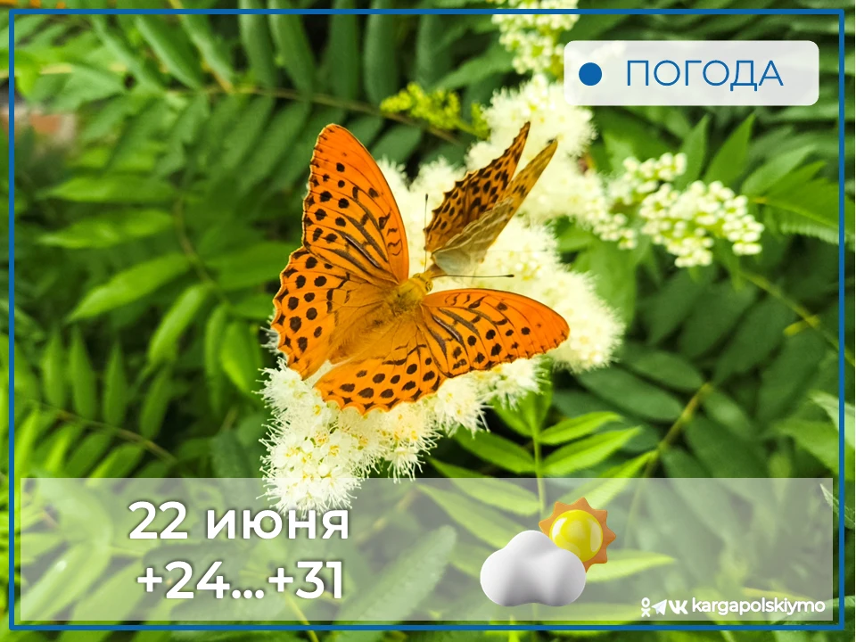 Доброе утро!

🌡Днем температура воздуха прогреется до +34 градусов, малооблачно, ветер умеренный.

