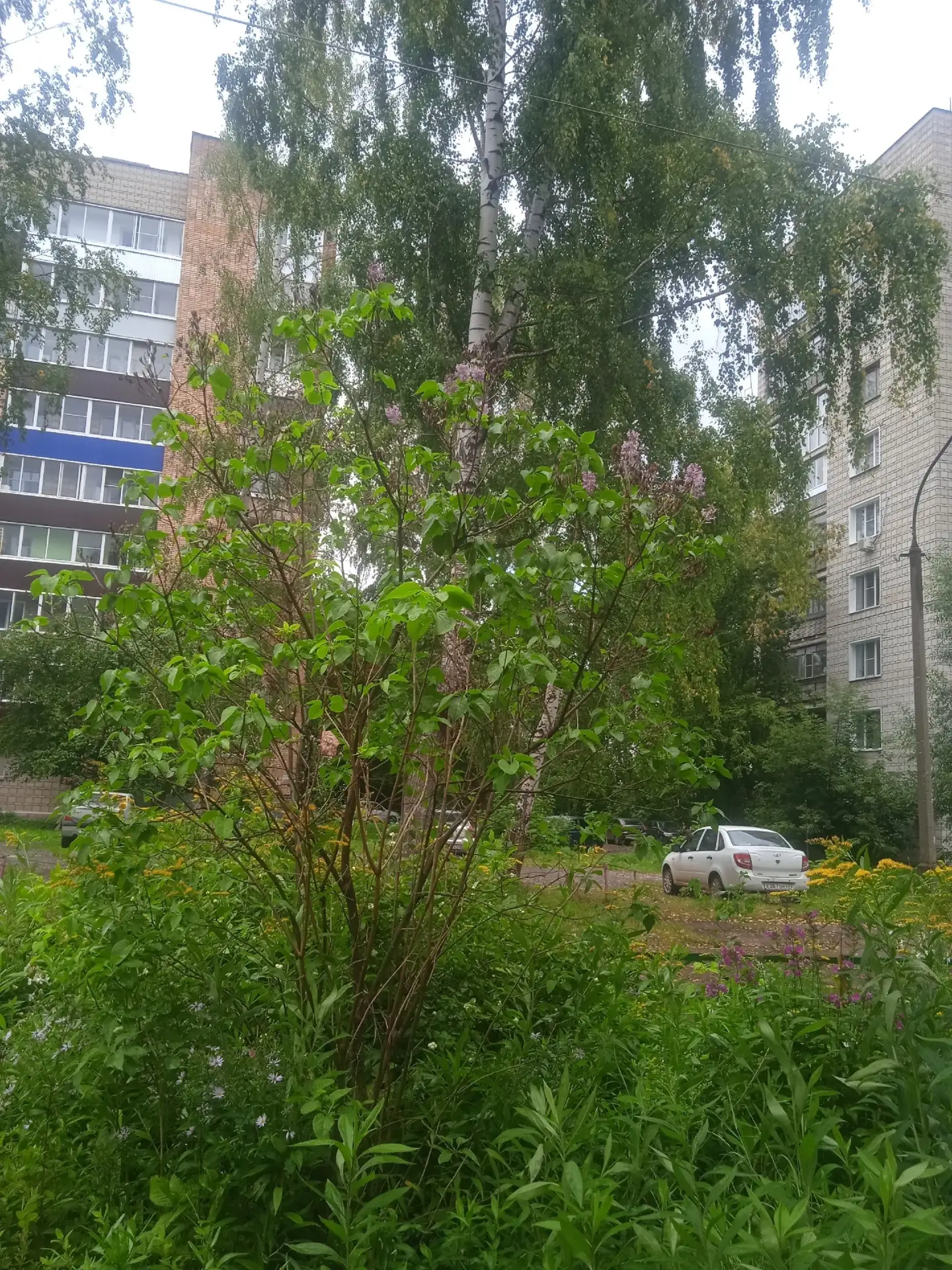 ... тем временем в Чепецке опять зацвела сирень... 😳