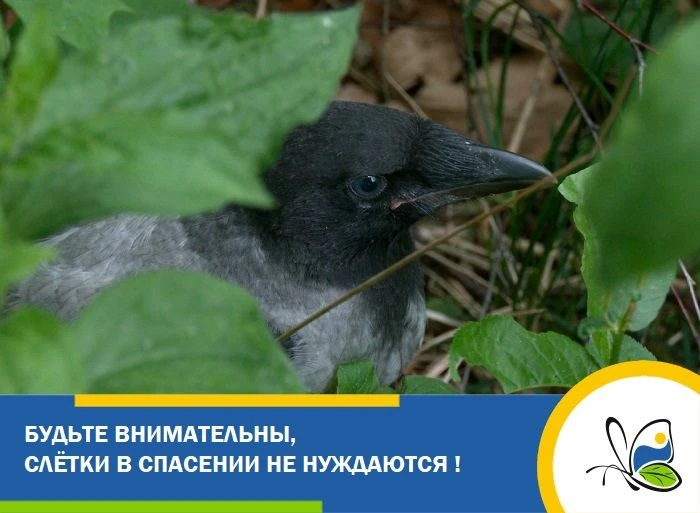 🐣Июнь – время, когда у большинства птиц уже подросшее потомство. Именно сейчас нередко можно увидет