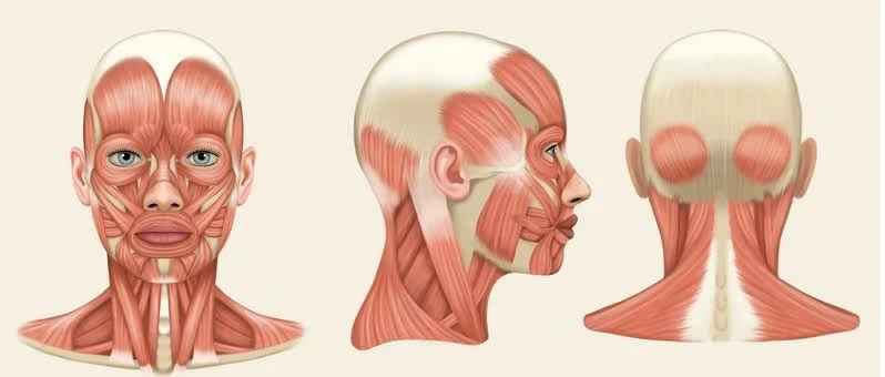 Есть структура, про которую скорее всего вам не расскажет косметолог, если вы придете з...