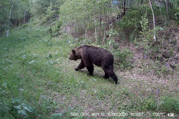 ❗⚡Минусинск со всех сторон окружают медведи