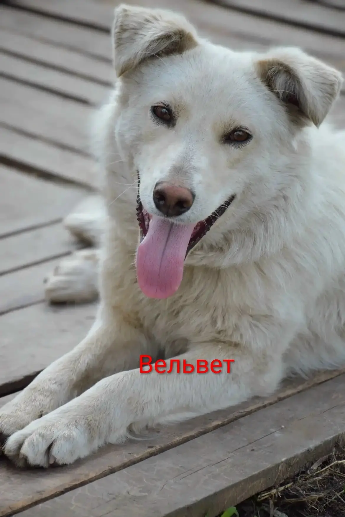 Саратов и область! Обратите внимание на красавца по кличке Вельвет. Молодой, средних размеров, живёт