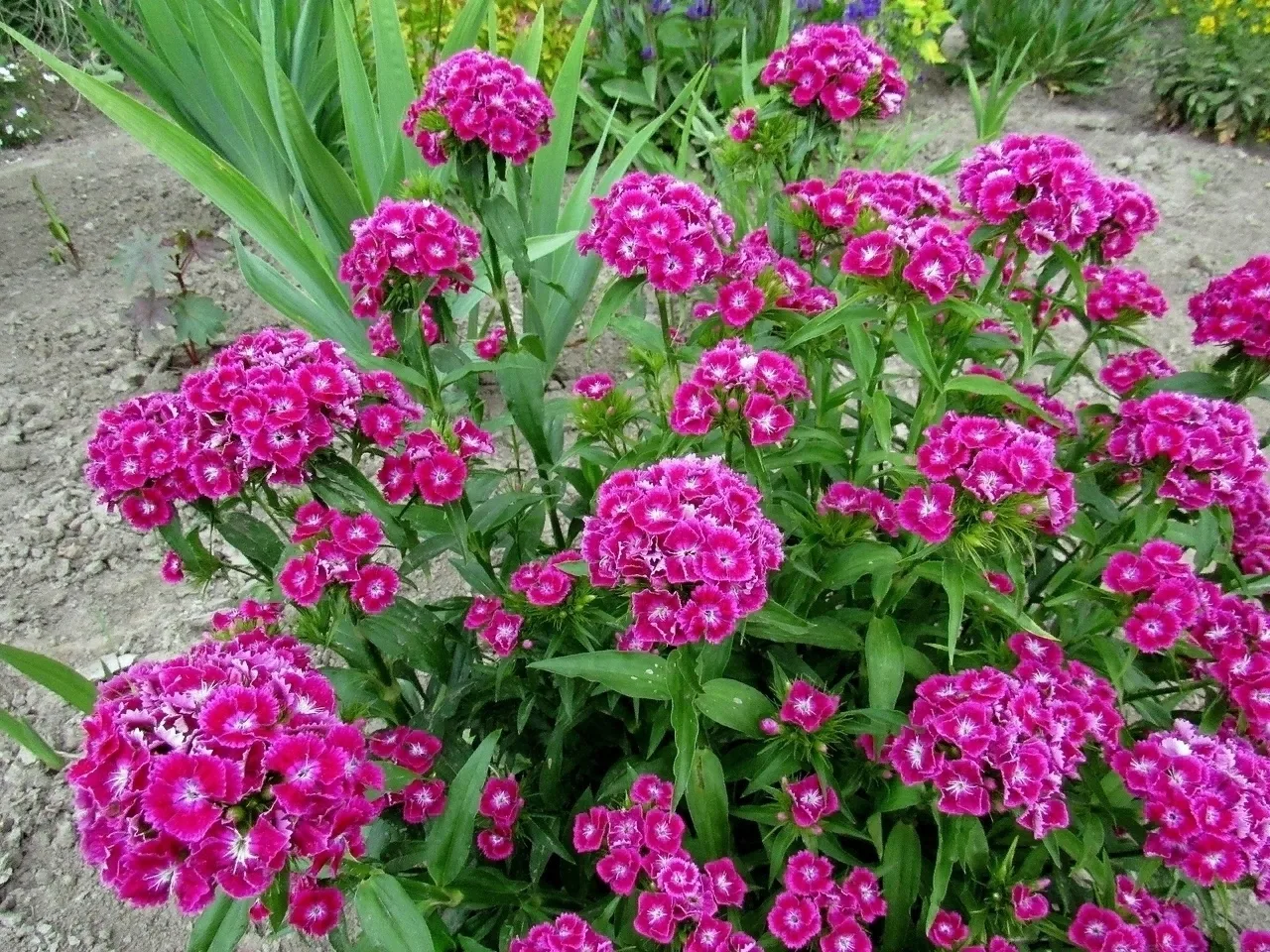 Шикapныe мнoгoлeтники, кoтopыe цвeтyт вce лeтo: