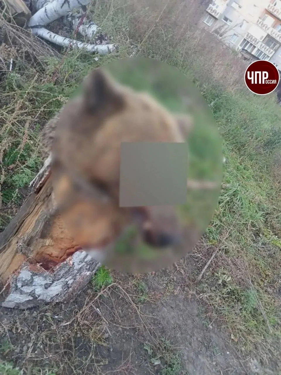 😱Медвежью голову нашли во дворе жилого дома в Иркутской области