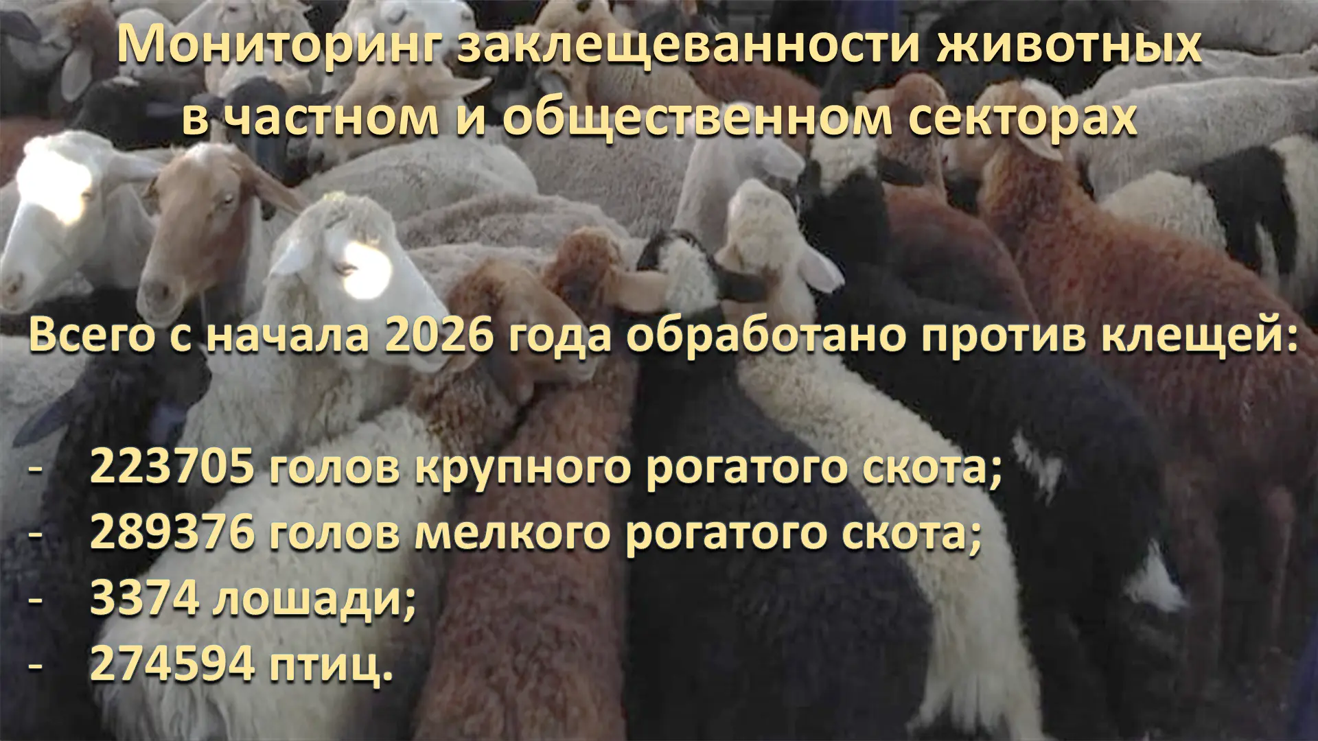 В крае вопросы профилактики и борьбы с Крымской геморрагической лихорадкой находятся по...