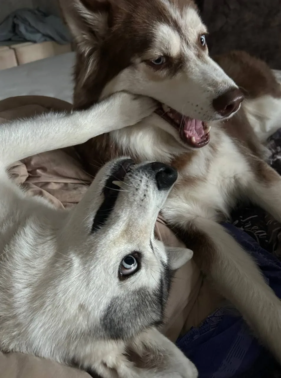 🔥Дружная, задорная  парочка хасиков 💞рыжий Клевер и серая волчица Айка🐾🚀