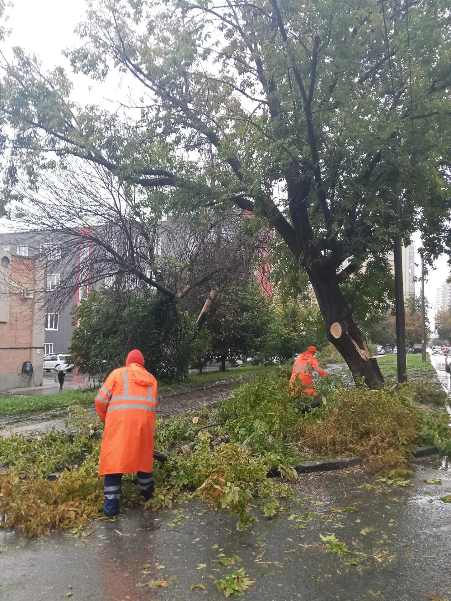 🌧️ Из-за дождя в городе местами падают ветки.
