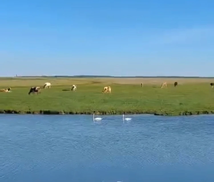 Доброе утро ! ☀️                  с.Простые Челны 🍀
