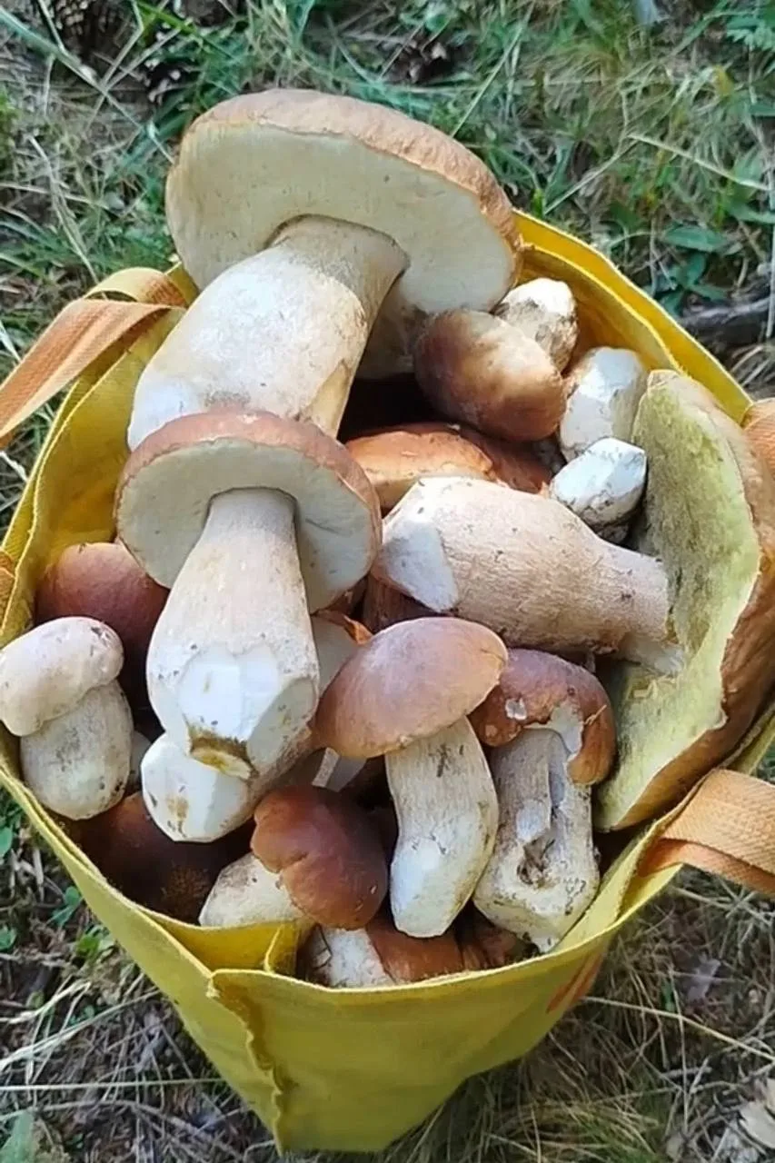Урожай тихой охоты из Воротынского района