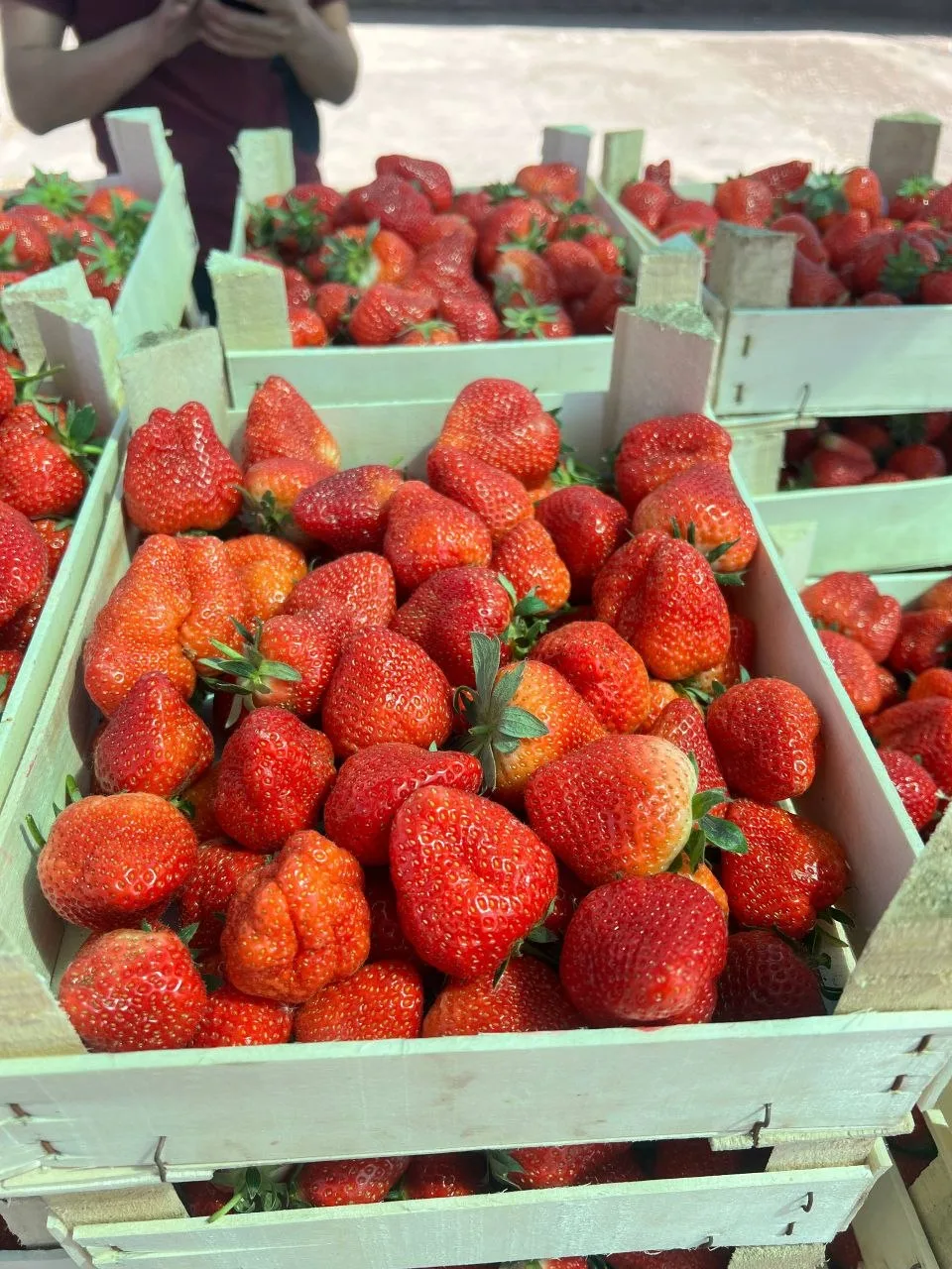 🍓 Вкусное начало ягодного сезона  На солнечных полях Кыргызстана уже поспевает ароматная клубника, и