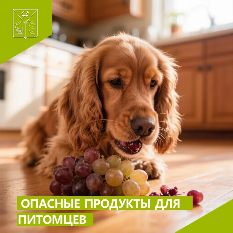 Какие наши продукты могут быть опасны для пушистых членов семьи? 

Кофеин, теофиллин и теобромин. Со