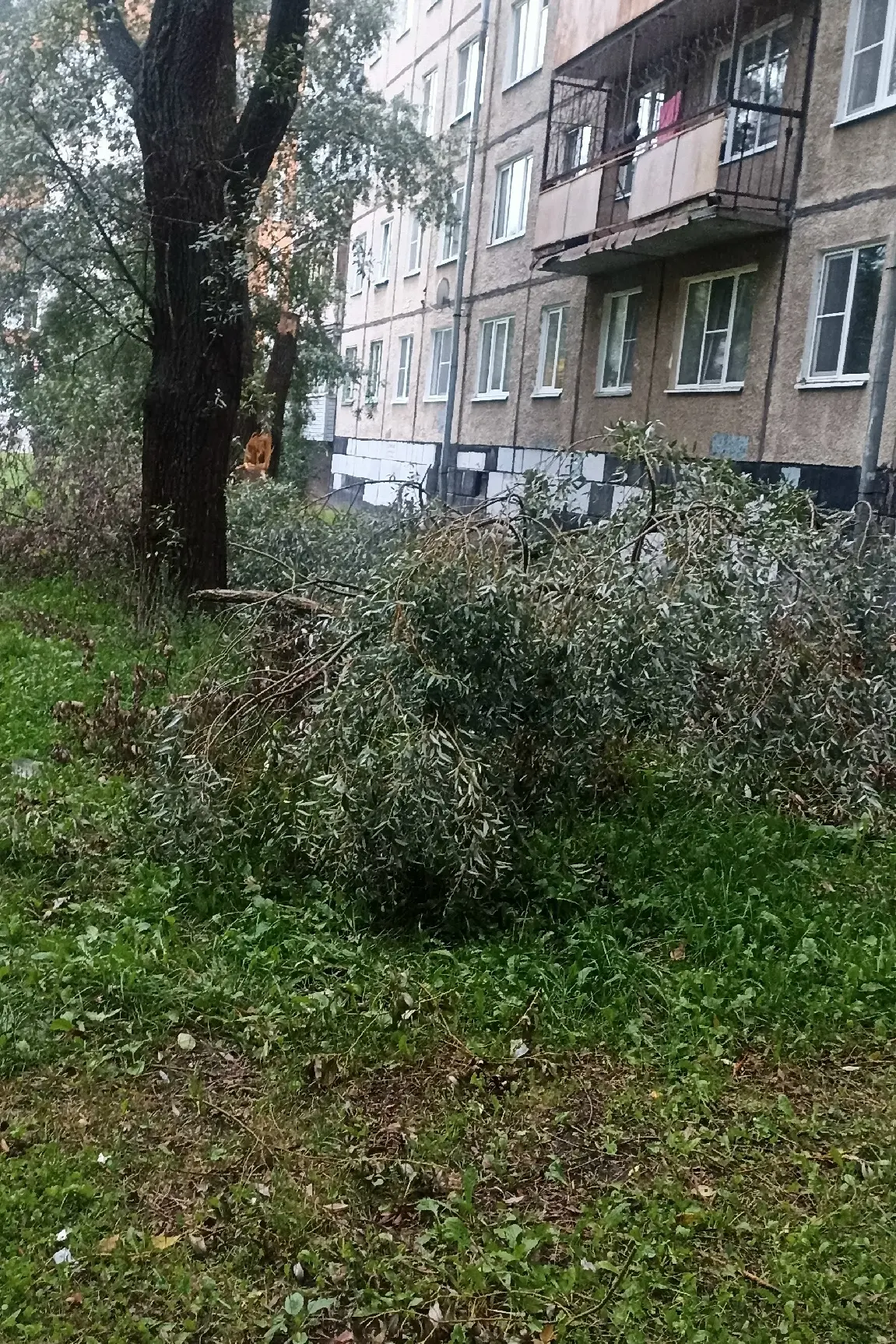 Двор Машиностроителей 24, дерево упало 29 июля, завалы, частично разобрали и ветки отта...