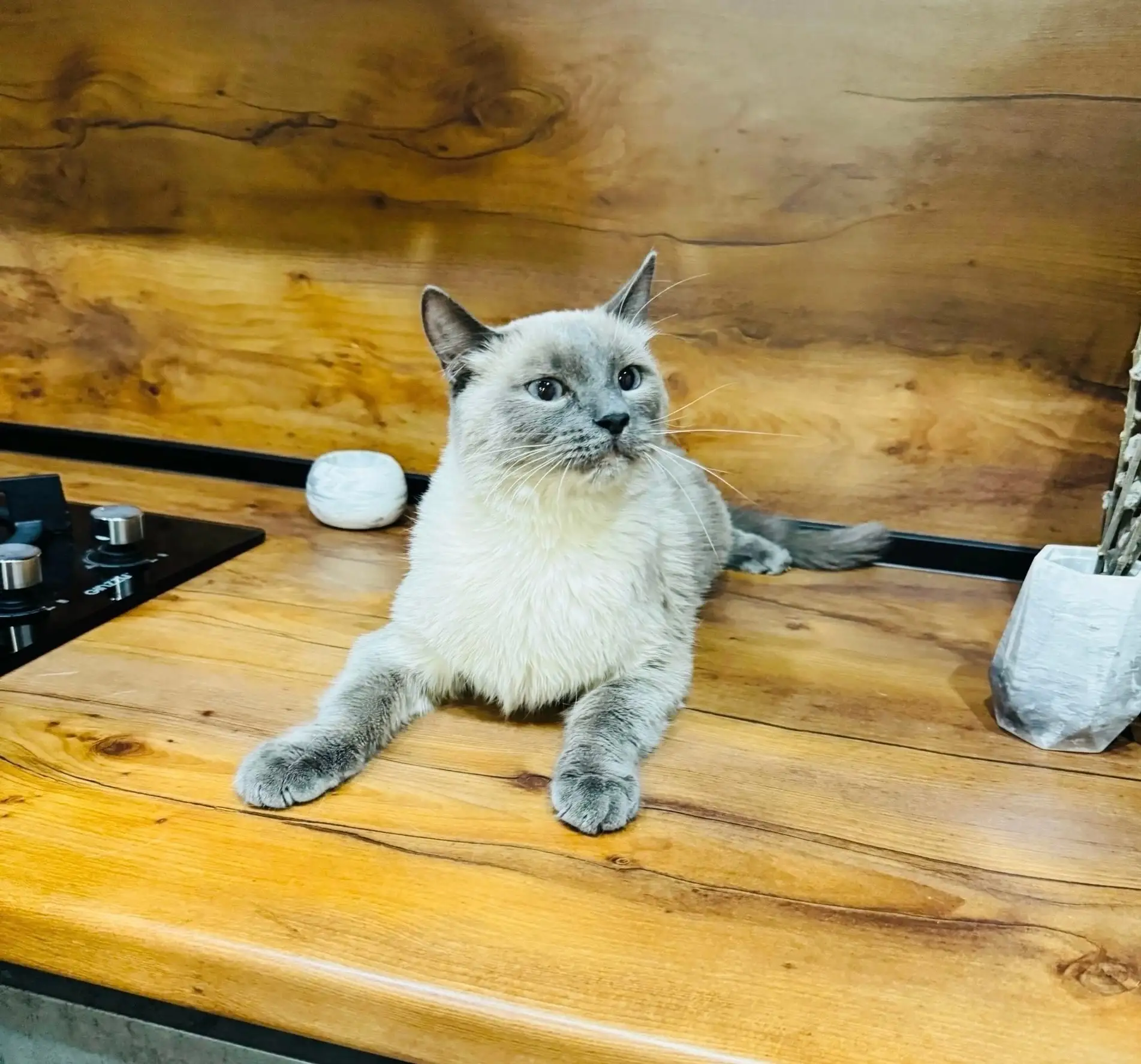 Шумахер - или просто Шумочка ищет свою мамочку❤️
